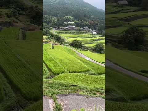 【棚田百選】坂折棚田♪真夏の早朝に広がる山間の絶景♪きれいな緑|岐阜県恵那市、2025年8月