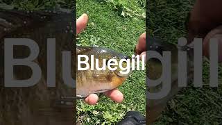 How to catch bluegill
