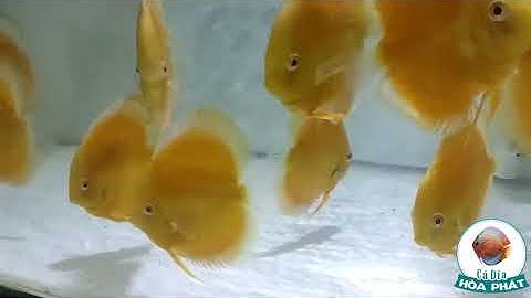 Cá Dĩa Albino Vàng - Cá Dĩa Vàng AB