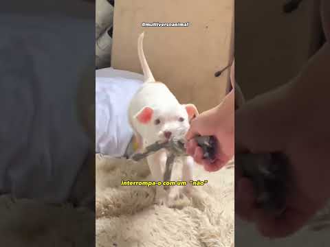 Faça seu cachorro