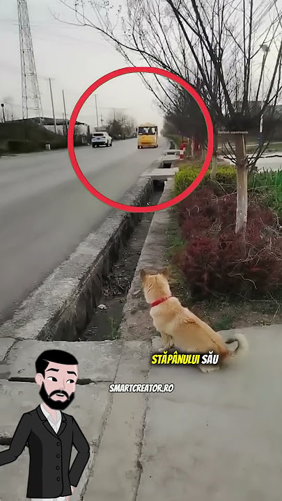 He was waiting for his master right by the road.