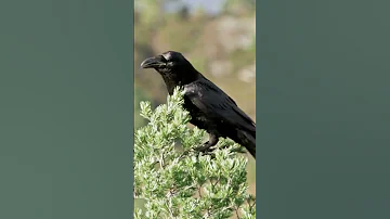 صوت الغراب The Crow S Sound 