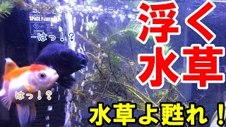 【水草を育てる】金魚に引き抜かれて浮いている水草だけ調子が良かったので全部浮かせて1週間観察してみたら微妙な結果になりました【出目金水槽】