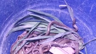 Wildlife, small-scale snake farming model, breeding of non-venomous snakes, and the giant catfish.