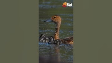 Lesser Whistling Duck