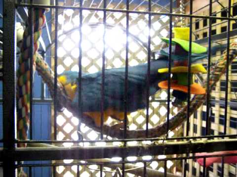 golden state warriors CRAZY ANGRY BIRD blue and gold macaw