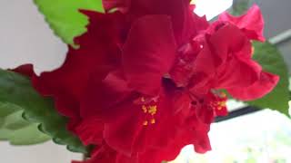 Китайская роза или Гибискус махровый.  Новое цветение