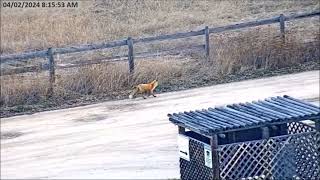 Dunrovin Ranch Video_2024-04-02_052511-Fox on the Move