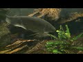 Grey is beautiful: Xenomystus nigri - The African knifefish | 4K