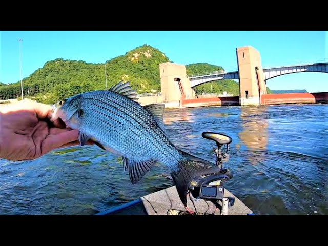White Bass Catch and Clean  Catching White Bass Below a Giant Dam 