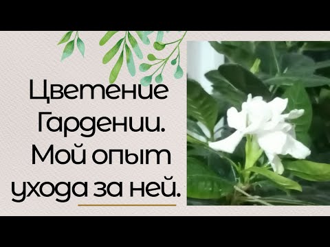 Цветение Гардении, уход за Гарденией мой опыт.