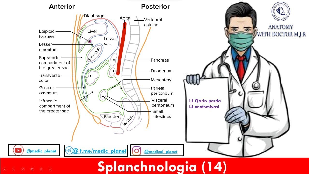 Qorin parda anatomiyasi. Pareyetal parda. Visseral parda. Qorin parda bo’shlig’i