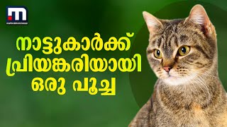 ഒഴുകിയെത്തിയ സ്‌നേഹം.. നാട്ടുകാര്‍ക്ക് പ്രിയങ്കരിയായി ഒരു പൂച്ച | Cat | Palakkad