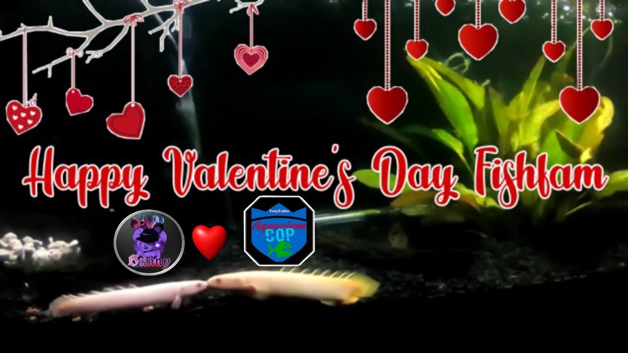 Freshwater Aquariums , Bichir fish OUR Valentine's day choice 💞 YouTube