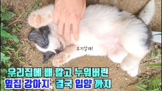 [ENG SUB] Why is The puppy from next door living in my house now?