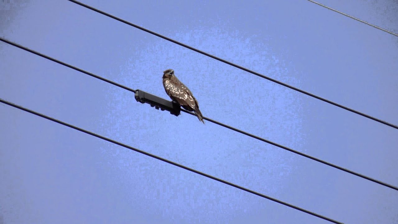 の 鳴き声 トンビ