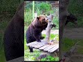 Танец маленьких утят🐻🐤/Bear Mansur #авиамедведь #медведьмансур
