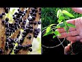 Growing Jabuticaba (Brazilian Tree Grape) from Seed | 0 - 150 Days