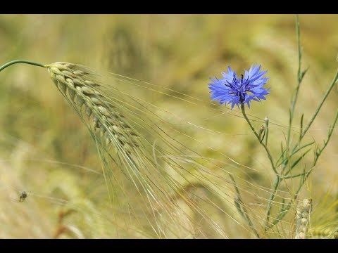 Video: Wie wird man die Sichelblume los?