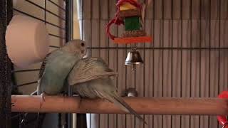 A Day in the Life With Parakeets