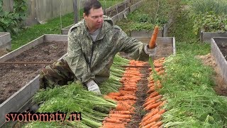 Урожайная морковь  Уборка и хранение