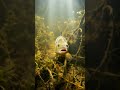 Die Schleie der geheimnisvolle Fisch aus dem Kraut 🐟 #schleie #fischfakten #angeln #natur #short