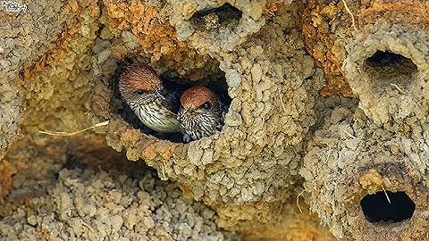 Red-Rumped Swallow