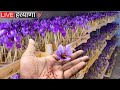 By growing saffron on the roof of his house this man earned 40 lakhs how to grow saffron indoor  saffron farming