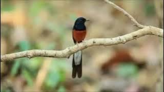 Rejeki menangkap murai batu yang lepas  (( Gini cara nangkapnya..