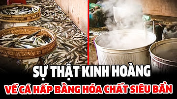 Sự thật kinh hoàng về CÁ HẤP BẰNG HÓA CHẤT SIÊU BẨN | LỜI CẢNH BÁO 2025 | THVL TỔNG HỢP