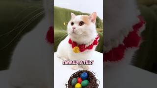 This Cat Found Mystery Eggs Outside the Window!
