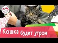 4 причины, почему кошка будит рано утром