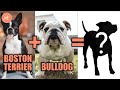 Discover the Unique Traits of Boston Terrier Mixes: A Guide to Hybrid Breeds