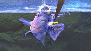 How Much I Feed My Flowerhorn in One Day