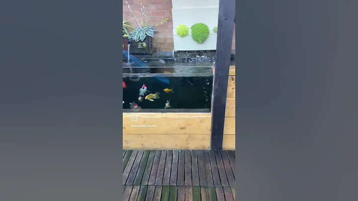 All started with with small tank and now in a 5000 litres pond 😎🎏🎏