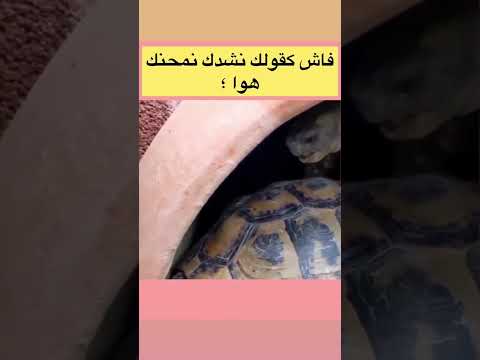 هههههه نشدك منحنك