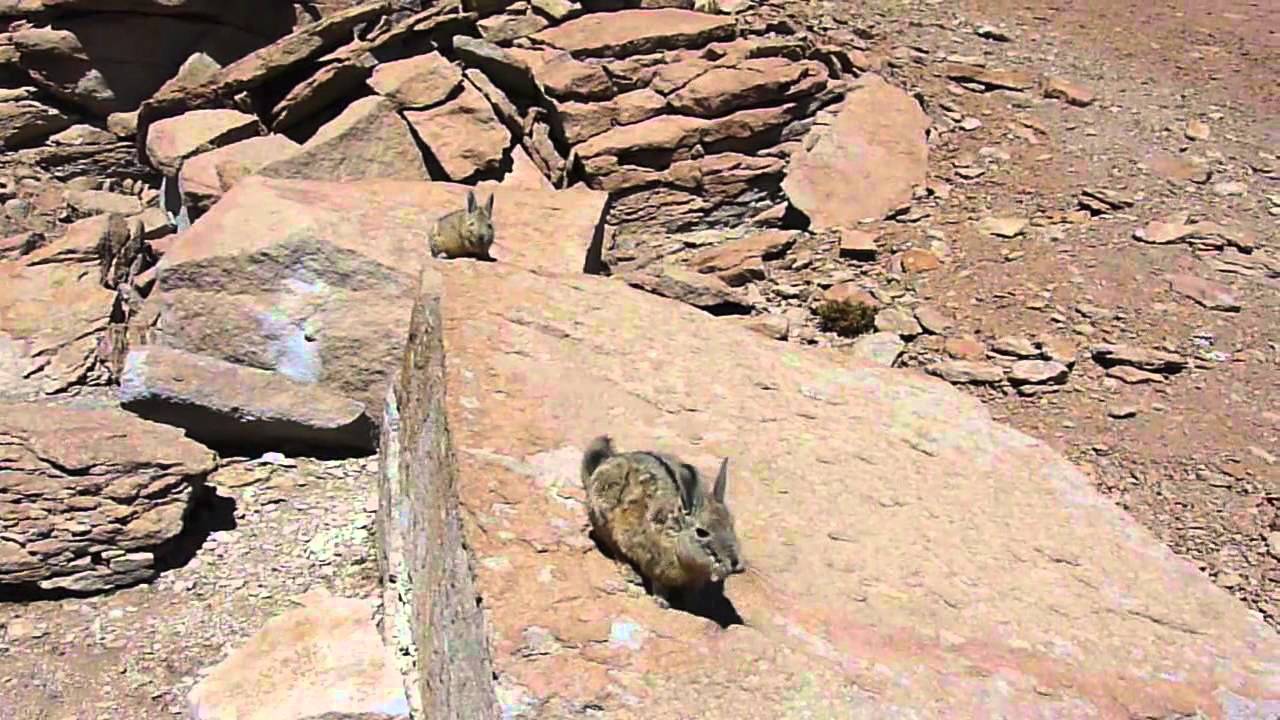 Viscachas, Family Of Chinchilla (Wild)