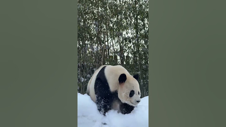 250128_눈위를 걷는 상남자판다 러바오,실황 중계해주는 강바오