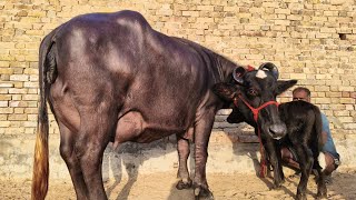 3 दुधारू झोंटी भैंस खरीदे 18 से 20 लीटर दूध निकाल कर CHHINDA DAIRY FARM 