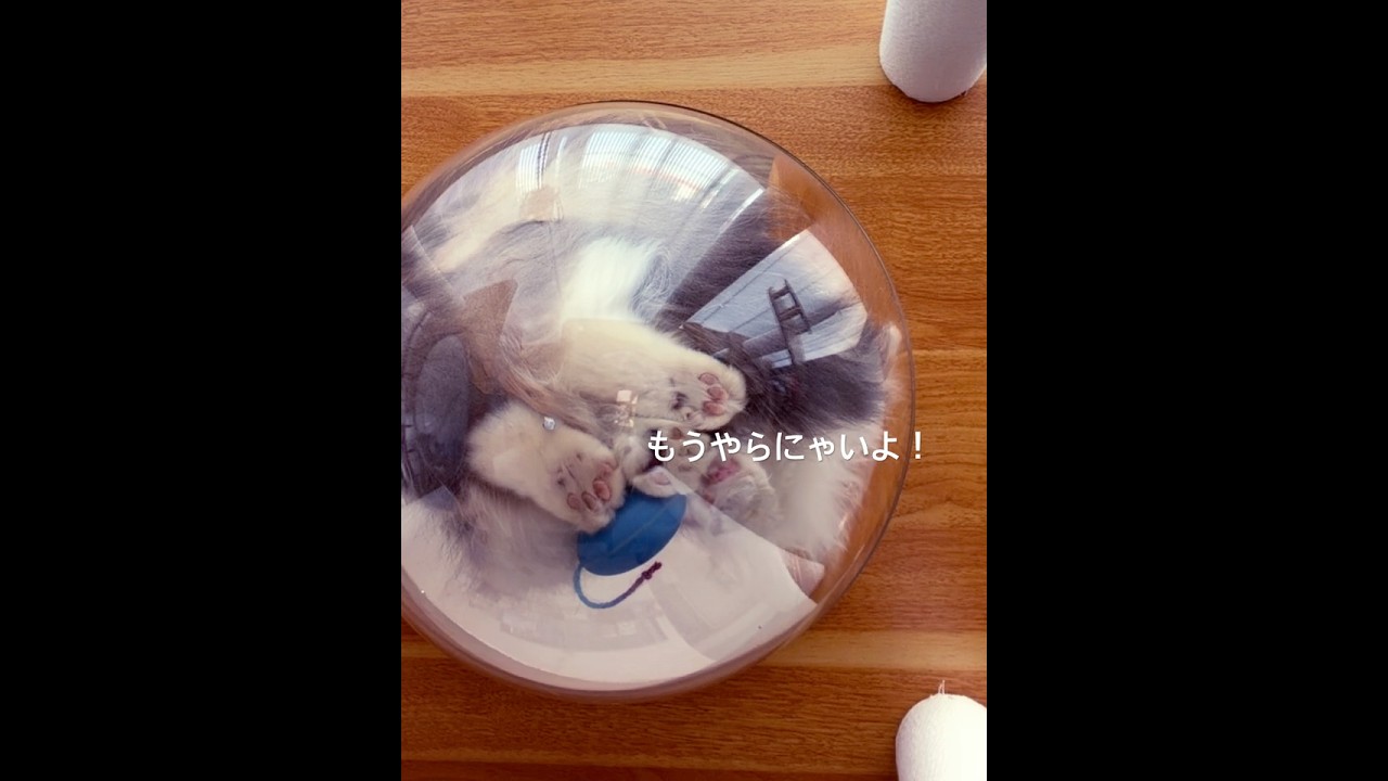 もうこの遊びしにゃいよ！のマリモちゃん😸 #cat #ねこ動画 #cute #猫