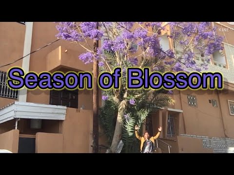 The season of blossom Khamis Mushait  Saudi Arabia  🇸🇦 Travel Vlogs