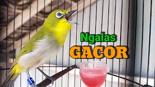 Pancingan Pleci Monty Montanus Ngalas Buka Paruh