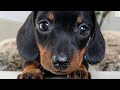 Playful dachshund puppies.