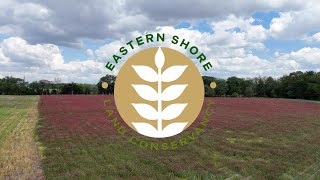 What's in that field? Crimson Clover @ the Hutchison Brothers' Farm