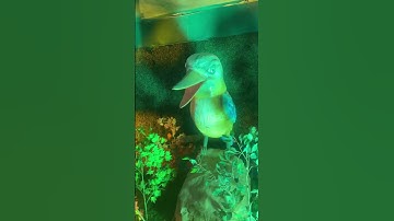 Robotic Birds Exhibition #robotics #birdsounds #birds #kids #favourite #kidsbloggers #lovekids