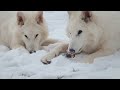 CURIOSIDADES DEL REINO ANIMAL PODCAST