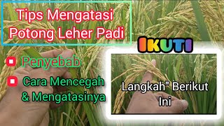 Cara Mengatasi Potong Leher Pada Tanaman Padi, Lakukan Langkah - Langkah Berikut ini.