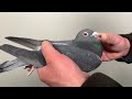 Van wanroy pigeons  aardens look a like by descheemaecker pigeon center
