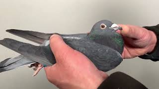 Van Wanroy Pigeons - Aarden's look a like by Descheemaecker Pigeon Center