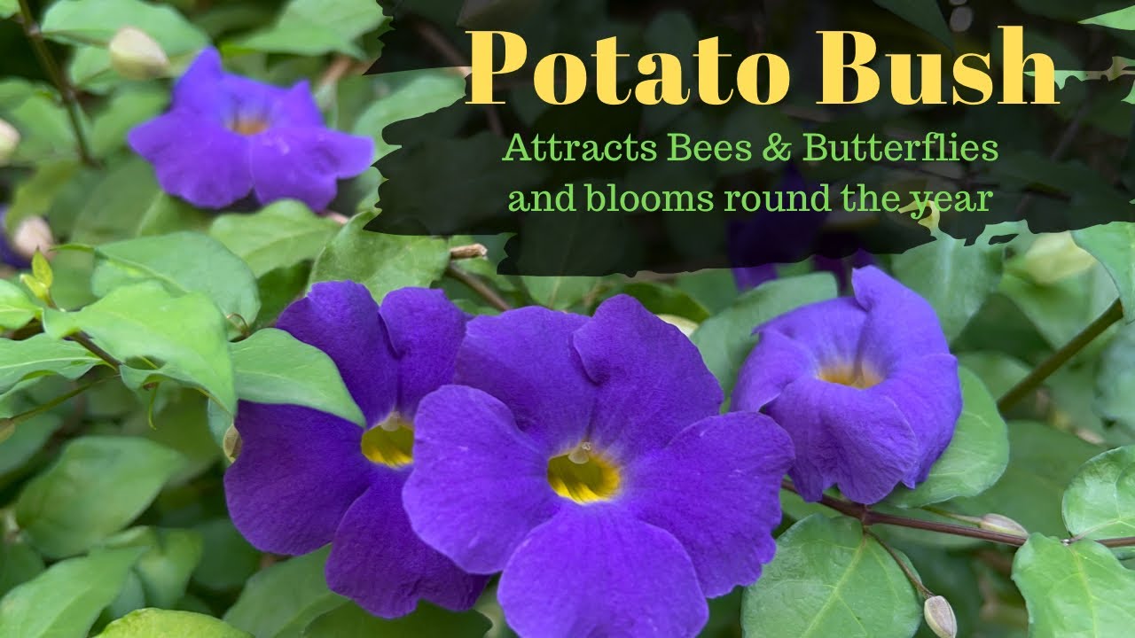 How to grow and care Thunbergia Erecta||King's mantle||Potato bush||Bush clock vine